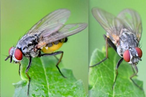 Emmesomyia socia